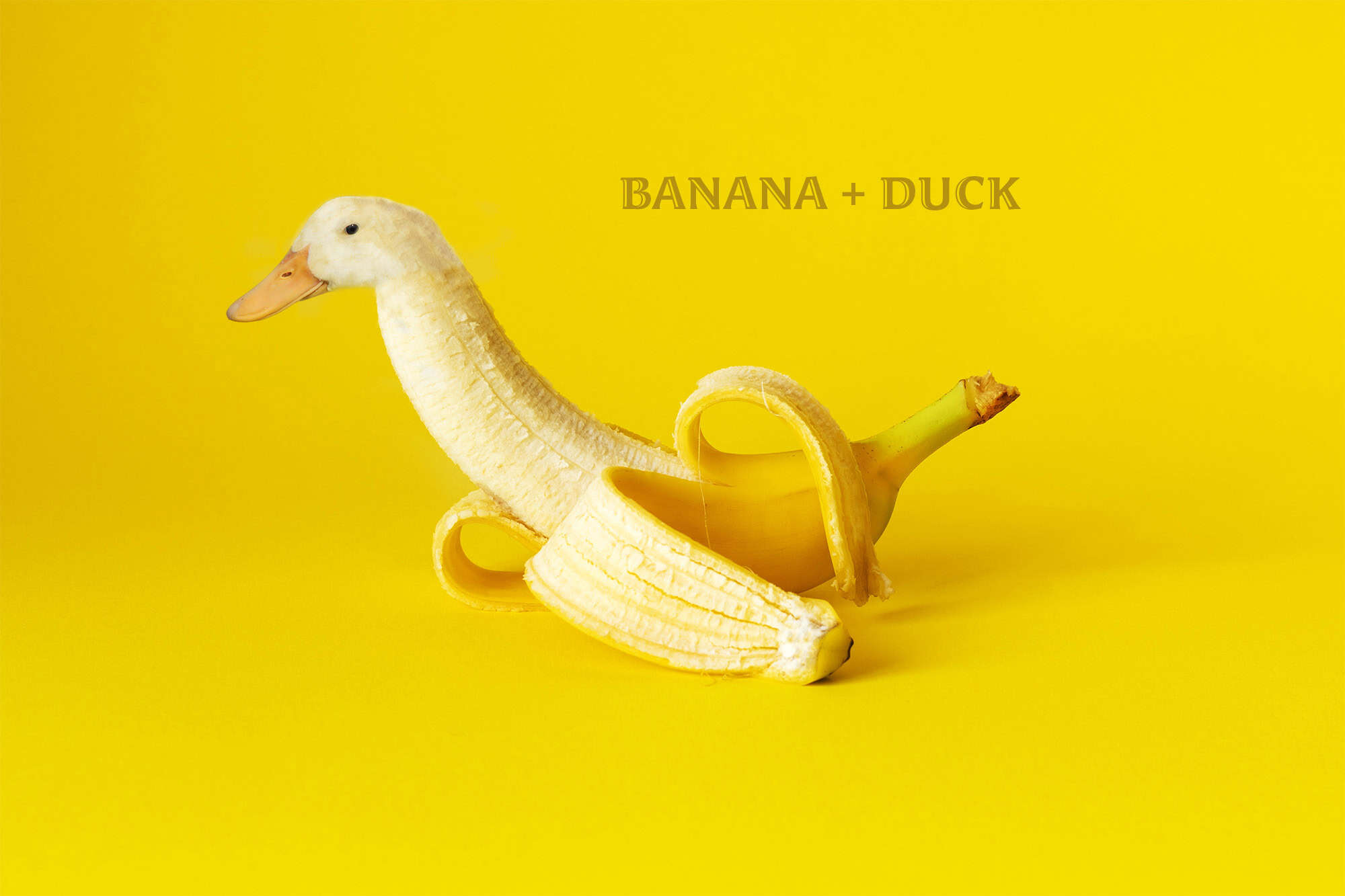 Week 01: Animals in Things